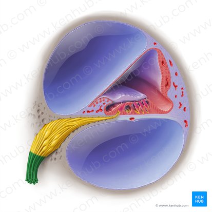 Cochlear nerve (Nervus cochlearis); Image: Paul Kim