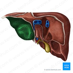 Superfície visceral do lobo esquerdo do fígado (Facies visceralis lobi sinistri hepatis); Imagem: Irina Münstermann