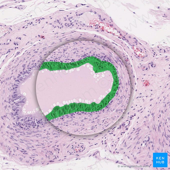 Epitélio colunar pseudoestratificado (com estereocílios) (Epithelium pseudostratificatum columnare stereociliatum); Imagem: 