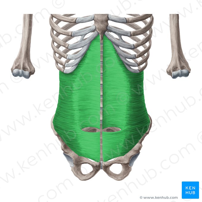 Músculo transverso do abdome (Musculus transversus abdominis); Imagem: Yousun Koh