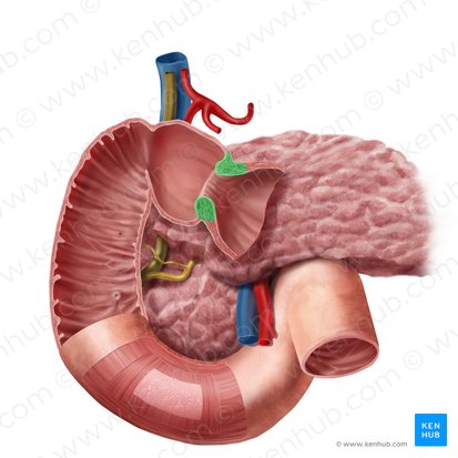 Esfínter pilórico (Sphincter pylori); Imagen: Begoña Rodriguez