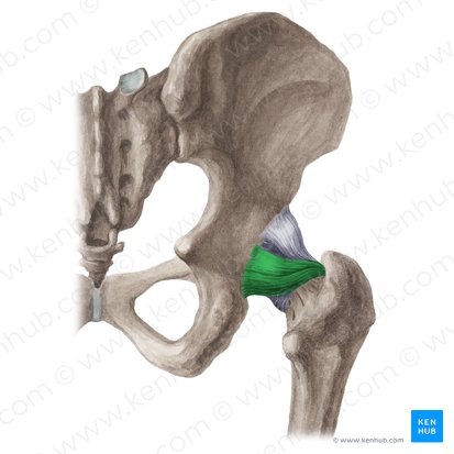 Ligamentum ischiofemorale (Sitzbein-Oberschenkelknochen-Band); Bild: Liene Znotina