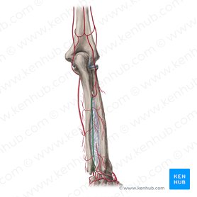 Artéria interóssea posterior (Arteria interossea posterior); Imagem: Yousun Koh