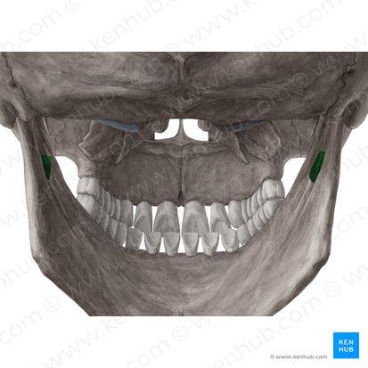 Foramen alveolare inferius mandibulae (Unterkieferloch); Bild: Yousun Koh