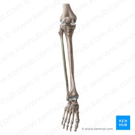 Anterior border of fibula (Margo anterior fibulae); Image: Liene Znotina