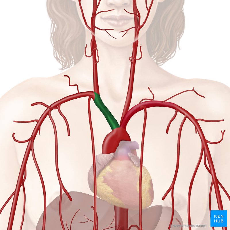 Brachiocephalic trunk (truncus brachiocephalicus)