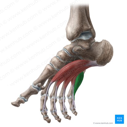Musculus flexor digiti minimi brevis pedis (Kurzer Kleinzehenbeuger); Bild: Liene Znotina