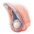 Scrotum and spermatic cord