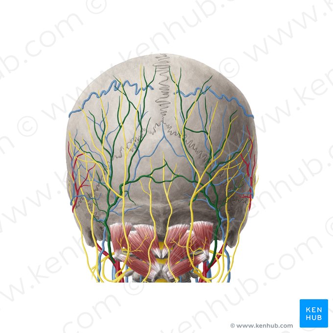 Occipital artery (Arteria occipitalis); Image: Yousun Koh