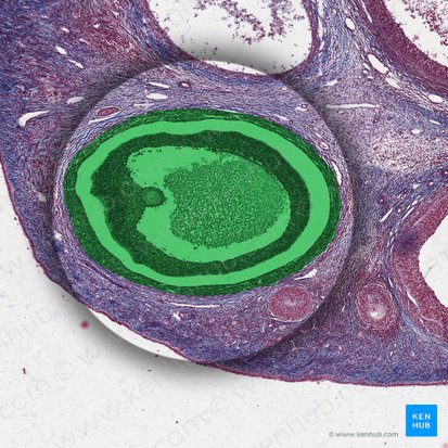 Tertiary ovarian follicle (Folliculus ovaricus tertius); Image: 
