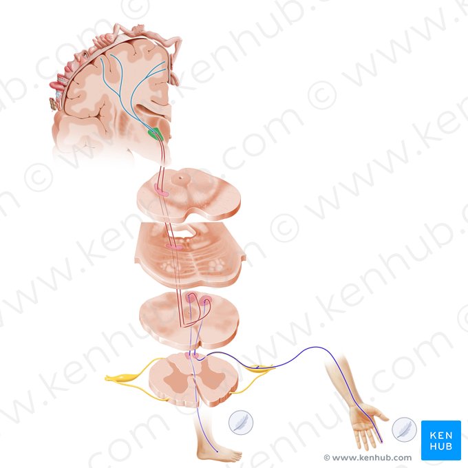 Núcleo ventral póstero-lateral do tálamo (Nucleus ventralis posterolateralis); Imagem: Paul Kim