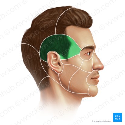 Regio temporalis (Schläfengegend); Bild: Paul Kim