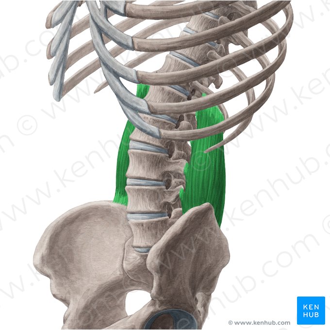 Musculus quadratus lumborum (Viereckiger Lendenmuskel); Bild: Yousun Koh