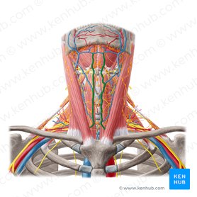 Vena yugular anterior (Vena jugularis anterior); Imagen: Yousun Koh