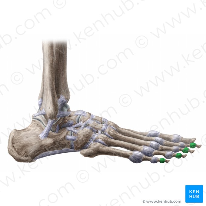 Articular capsules of distal interphalangeal joints (Capsulae articulationum interphalangearum distalium); Image: Paul Kim