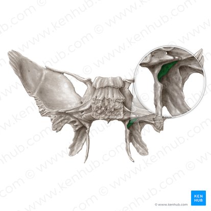 Scaphoid fossa of sphenoid bone (Fossa scaphoidea ossis sphenoidalis); Image: Samantha Zimmerman