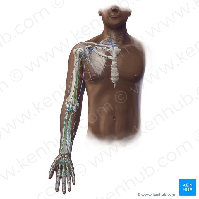 Deep veins of upper limb (Venae profundae membri superioris); Image: Paul Kim