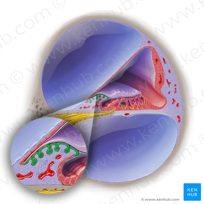 Célula interdental del conducto coclear (Epitheliocyti interdentales ducti cochlearis); Imagen: Paul Kim