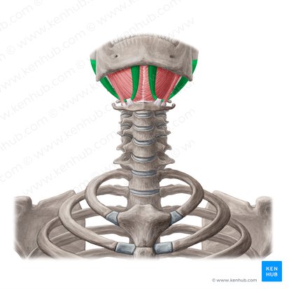 Musculus digastricus (Zweibäuchiger Muskel); Bild: Yousun Koh