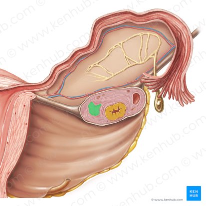 Cuerpo albicans (Corpus albicans); Imagen: Samantha Zimmerman