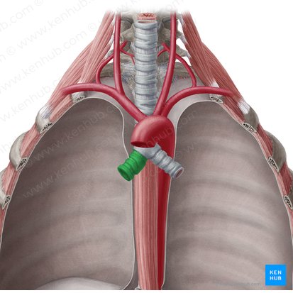 Bronquio principal derecho (Bronchus principalis dexter); Imagen: Yousun Koh
