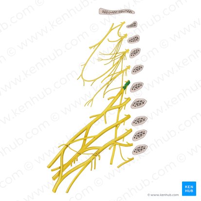Spinal nerve C5 (Nervus spinalis C5); Image: Begoña Rodriguez