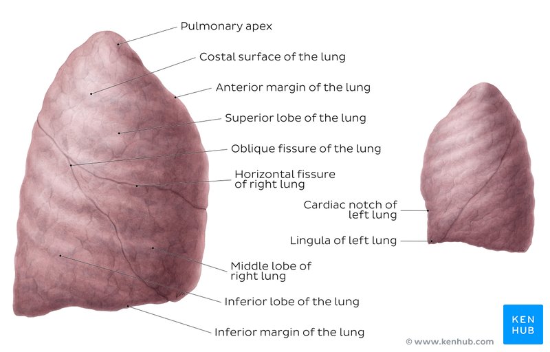 Lung Anatomy, blood supply, innervation, functions Kenhub