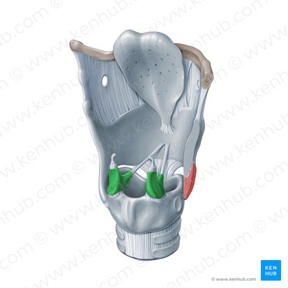 Arytenoid cartilage (Cartilago arytenoidea); Image: Paul Kim