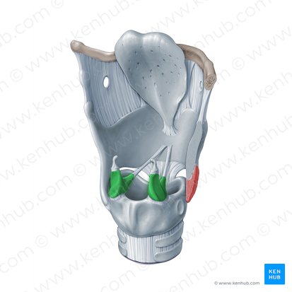 Cartilage aryténoïde (Cartilago arytenoidea); Image : Paul Kim