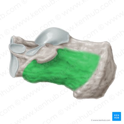 Medial surface of calcaneus (Facies medialis calcanei); Image: Samantha Zimmerman