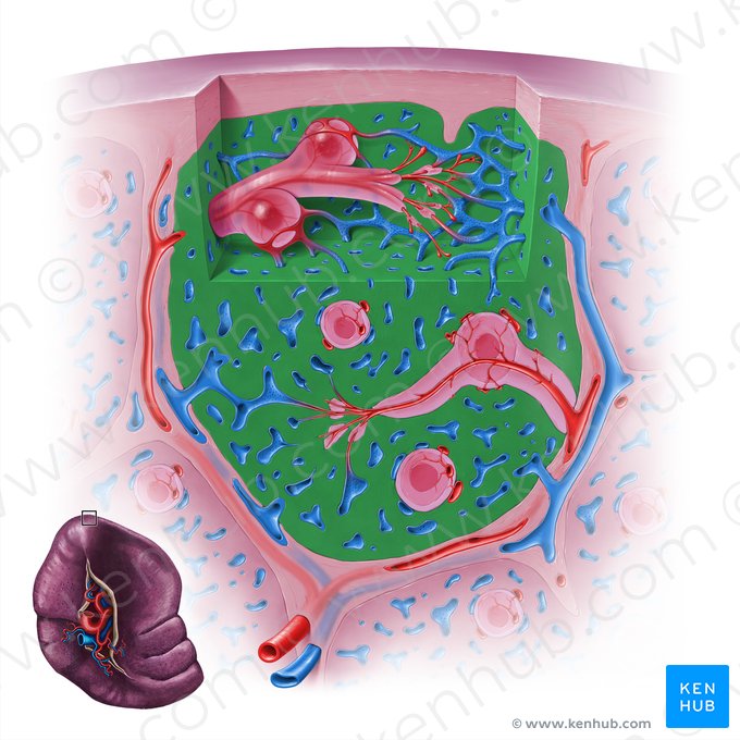 Splenic cords (Chorda splenis); Image: Paul Kim