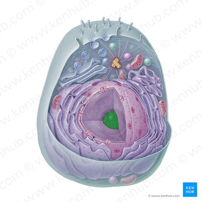 Nucléolo (Nucleolus); Imagen: Paul Kim