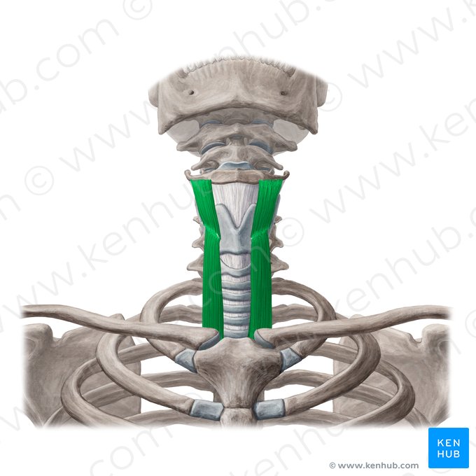 Músculo tireo-hióideo e músculo esternotireóideo (Musculus thyrohyoideus & musculus sternothyroideus); Imagem: Yousun Koh