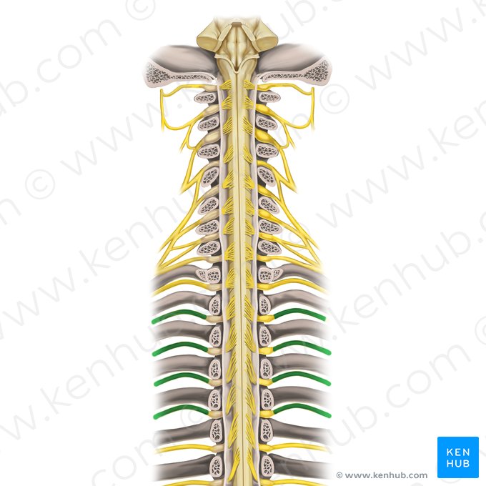 2nd-5th intercostal nerves (Nervi intercostales 2-5); Image: Rebecca Betts