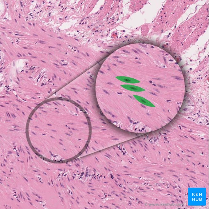 Myocytus levis (Glatte Muskelzelle); Bild: 