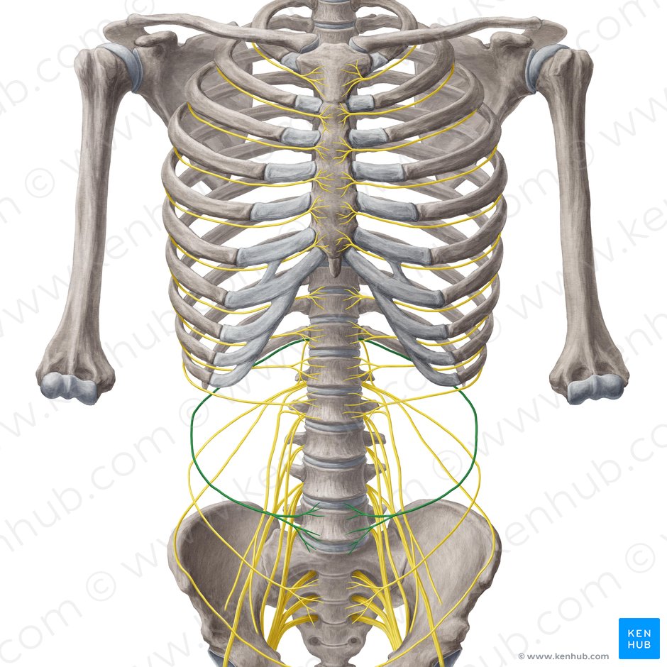 Subcostal Nerve Origin Course And Function Kenhub