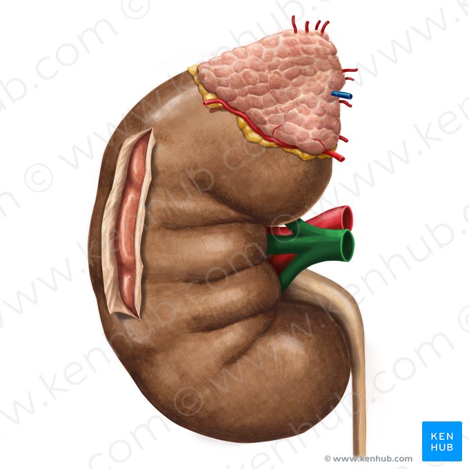 Veia renal (Vena renalis); Imagem: Irina Münstermann