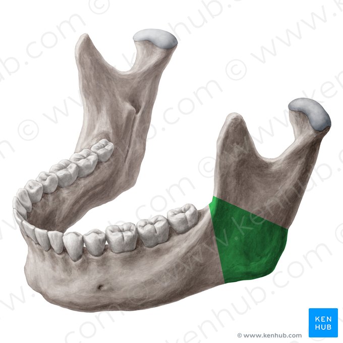 Ângulo da mandíbula (Angulus mandibulae); Imagem: Yousun Koh