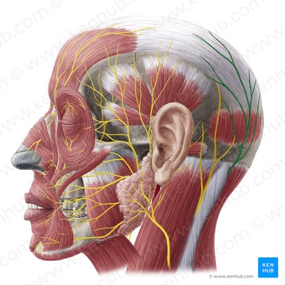 Greater occipital nerve (Nervus occipitalis major); Image: Yousun Koh