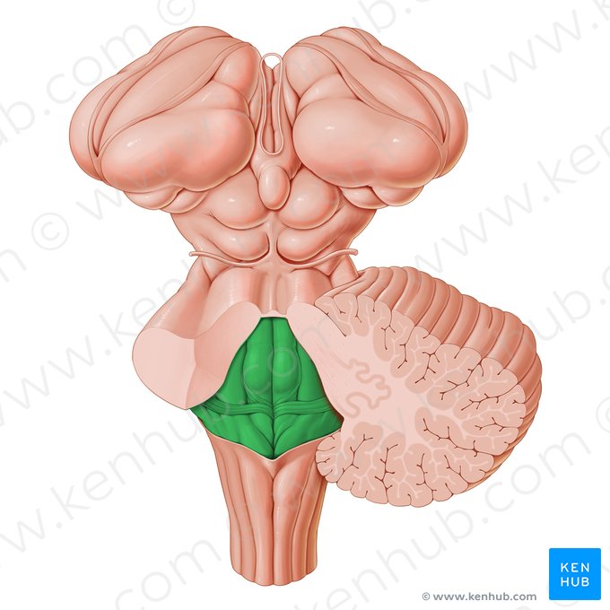 Fosse rhomboïde du quatrième ventricule (Fossa rhomboidea ventriculi quarti); Image : Paul Kim