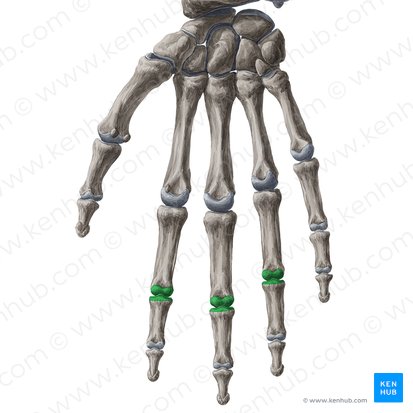 Articulationes interphalangeae proximales digitorum manus 2-4 (Mittelgelenke des 2.-4. Fingers); Bild: Yousun Koh