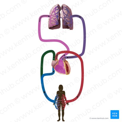 Vena cava superior (Obere Hohlvene); Bild: Begoña Rodriguez