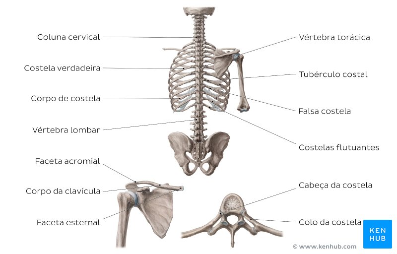 Ossos da parte dorsal do tronco - vista posterior