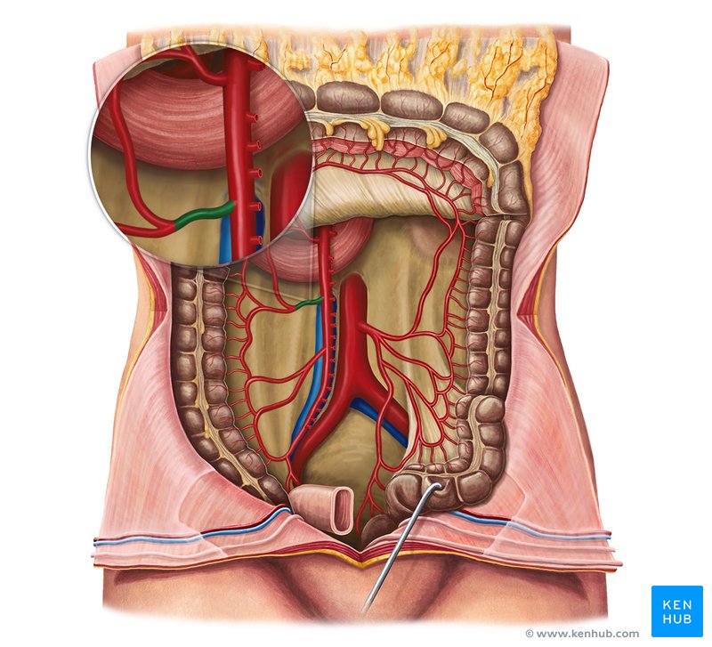 Right colic artery (arteria colica dextra)