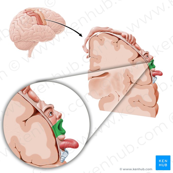 Cortex moteur des lèvres (Cortex motorius labiorum); Image : Paul Kim