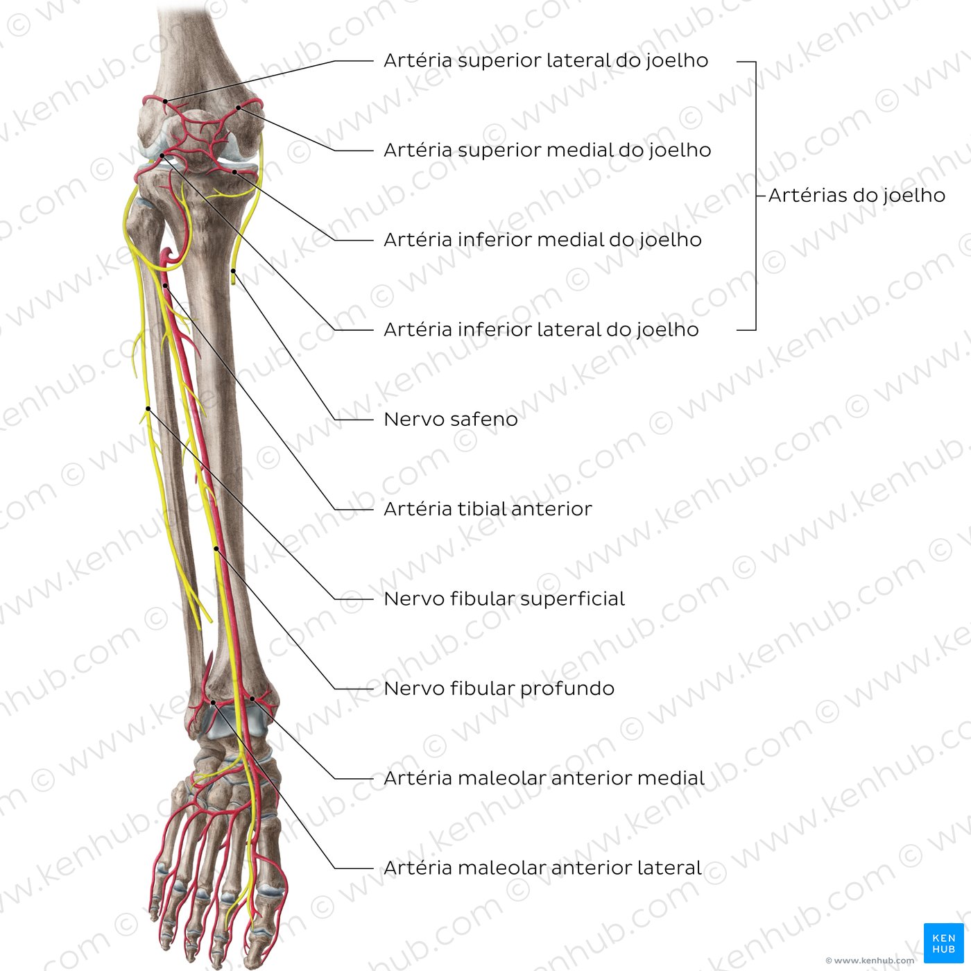 Artérias e nervos do joelho e perna - vista anterior