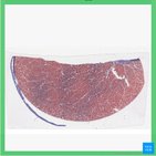 Hoden - Histologie