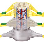 Spinalganglion