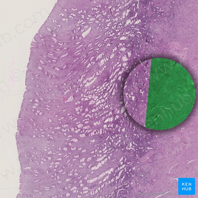 Myometrium (Muskelschicht der Gebärmutter); Bild: 