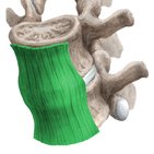 Anterior longitudinal ligament